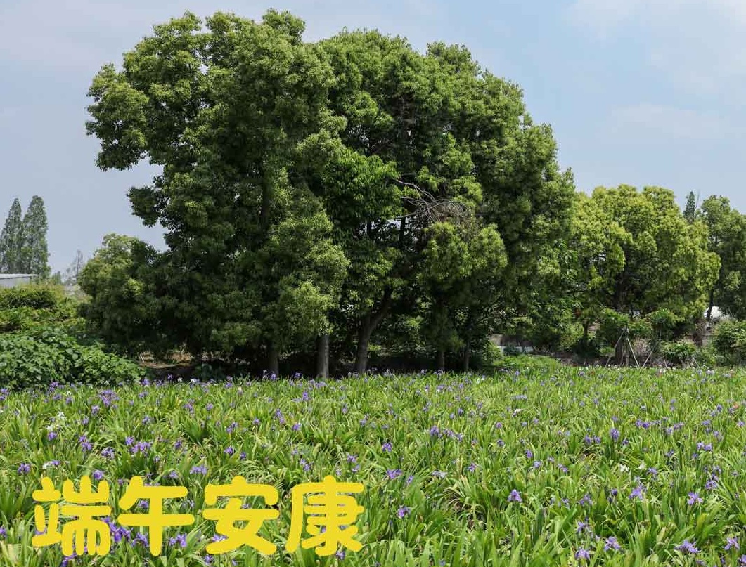 端午|粽夏之時(shí)，祝大家安康順意！